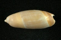 藏品(榧螺)的圖片